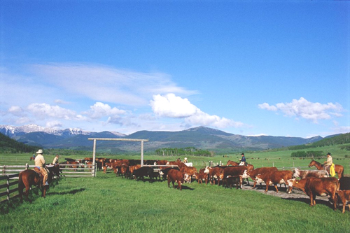 Cowboy Moving Cattle Through A Gate