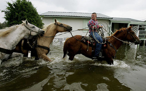 Horse Rescue