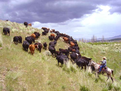 Moving cattle