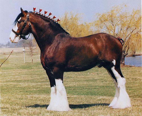 Clydesdale