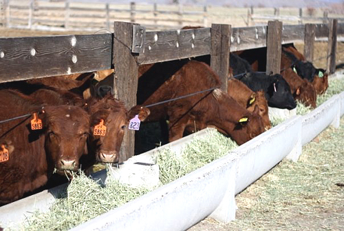 hungry-heifers