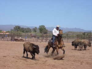 Richard Cuttting a Buffalo in Arizona