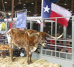 rodeo-longhorn