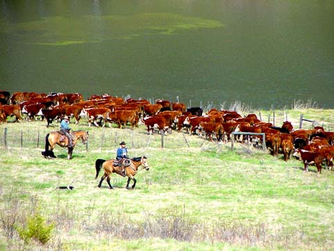 cattle drive lac du bois-bob scheer