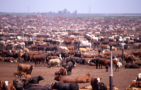 cattle lots
