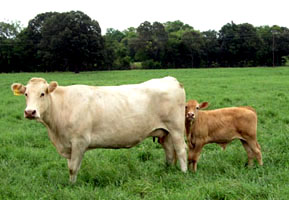 7044 & calf, 2004 small