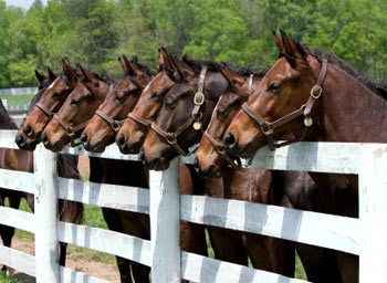 thoroughbred-horses