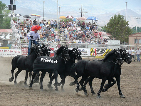 Priefert Percherons