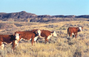 Hereford_cattle