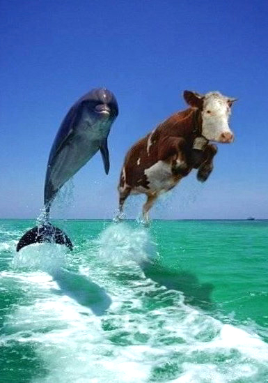 dolphin & cow