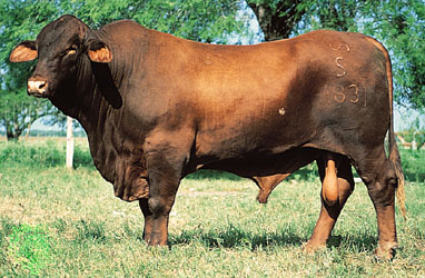 Santa Gertrudis Cattle – Richard Beal